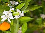 I profumi dei cosmetici sono sicuri?