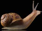 Pi� belle grazie a piante e animali