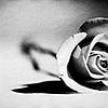 20 fotografi per una rosa