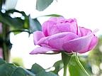 Profumi: il tempo delle rose