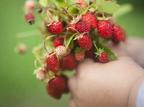 Frutta: dieci miti da sfatare