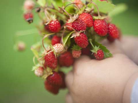 Frutta: dieci miti da sfatare 
