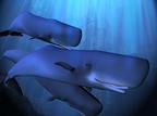 Cetacei: sono persone non umane?