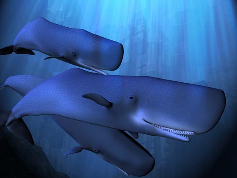 Cetacei: sono persone non umane?