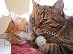 Rent-a-cat