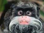 Gli animali pi� curiosi del mondo