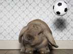Anche i cuccioli giocano a palla