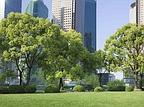 Alberi antismog