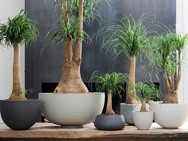 Beaucarnea-640