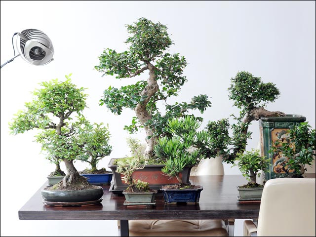 bonsai-640