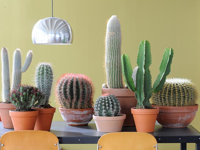 cactus-640