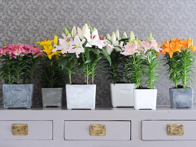 lilium-640