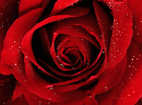 Maggio: il mese delle rose
