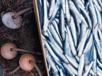 Slow fish: buttatevi a pesce!