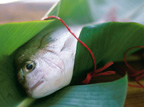  Guida alla scelta, all'acquisto e alla cucina del pesce