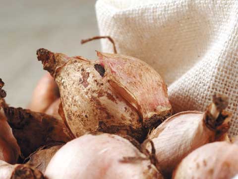 Puglia e Basilicata: i prodotti tipici