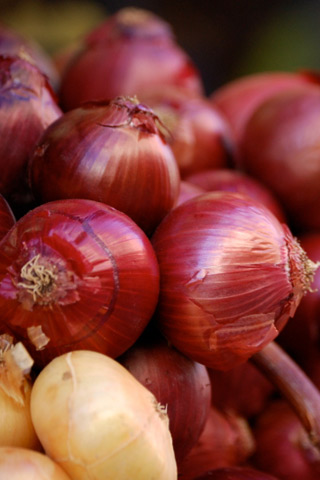 Cipolla